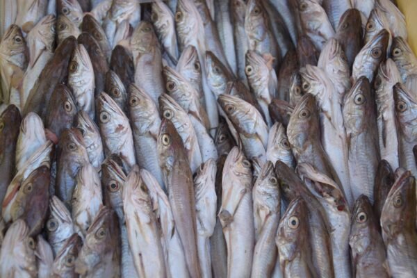 Hake — Bulk & Wholesale Supply Frozen North Pacific Hake Fillet - wholesale supplier | AgroFoods Global
