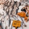 Hake — Bulk & Wholesale Supply Frozen Hake Hgt HGT High Quality - wholesale supplier | AgroFoods Global