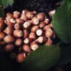 Pan Ducale Cantuccini Crunchy Hazelnuts And Chocolate Biscuits 180g – Wholesale & Export UAE - wholesale supplier | AgroFoods Global
