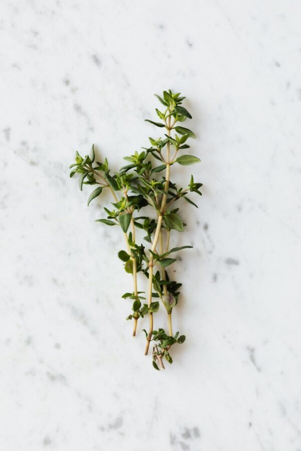 Vietnam Star Anise Herb in Spices - wholesale supplier | AgroFoods Global