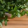 Single Spices Herbs Crushed Dried Red - wholesale supplier | AgroFoods Global