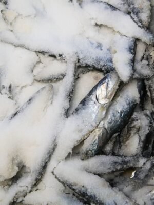 Frozen Pacific Herring Whole Round - wholesale supplier | AgroFoods Global