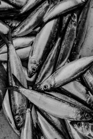 Hot Sale Mackerel Frozen Pacific Herring - wholesale supplier | AgroFoods Global