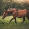 Horse — Bulk & Wholesale Supply Frozen Horse Mackerel High Quality Horse - wholesale supplier | AgroFoods Global