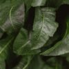 Horseradish - wholesale supplier | AgroFoods Global