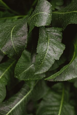 Horseradish - wholesale supplier | AgroFoods Global