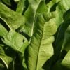 Wholesale Bag Pack Horseradish Wasabi Powder - wholesale supplier | AgroFoods Global