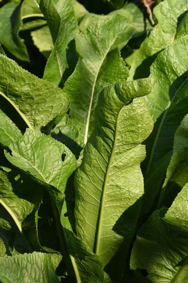 Wholesale Bag Pack Horseradish Wasabi Powder - wholesale supplier | AgroFoods Global