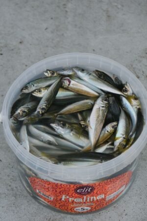 Frozen Illex Squid Whole Round - wholesale supplier | AgroFoods Global