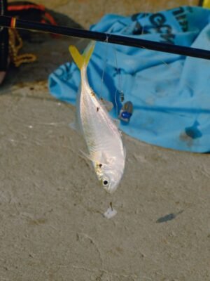 IQF Frozen Squid Whole Cleaned Illex - wholesale supplier | AgroFoods Global