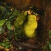 Tender Jackfruit UAE – Buy Fresh & Frozen (AED 15-92/kg) – Lulu, Carrefour, Kibsons - wholesale supplier | AgroFoods Global