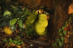 Tender Jackfruit UAE – Buy Fresh & Frozen (AED 15-92/kg) – Lulu, Carrefour, Kibsons - wholesale supplier | AgroFoods Global