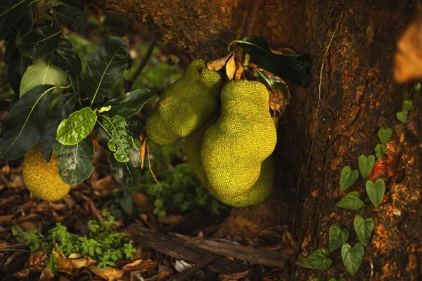 Tender Jackfruit UAE – Buy Fresh & Frozen (AED 15-92/kg) – Lulu, Carrefour, Kibsons - wholesale supplier | AgroFoods Global