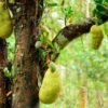 China High Quality Dried Jackfruit Yummy Health Food Snacks Wholesale Dried Fruit - wholesale supplier | AgroFoods Global