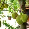 Jackfruit - wholesale supplier | AgroFoods Global