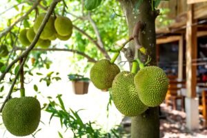 Jackfruit - wholesale supplier | AgroFoods Global