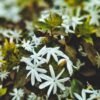 Top Supplier of Premium Jasmine Hom - wholesale supplier | AgroFoods Global