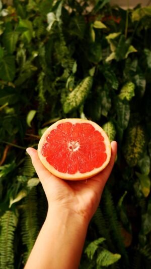 Dark Green Watermelon Long UAE – Premium Juicy Watermelon Wholesale & Supplier Dubai - wholesale supplier | AgroFoods Global