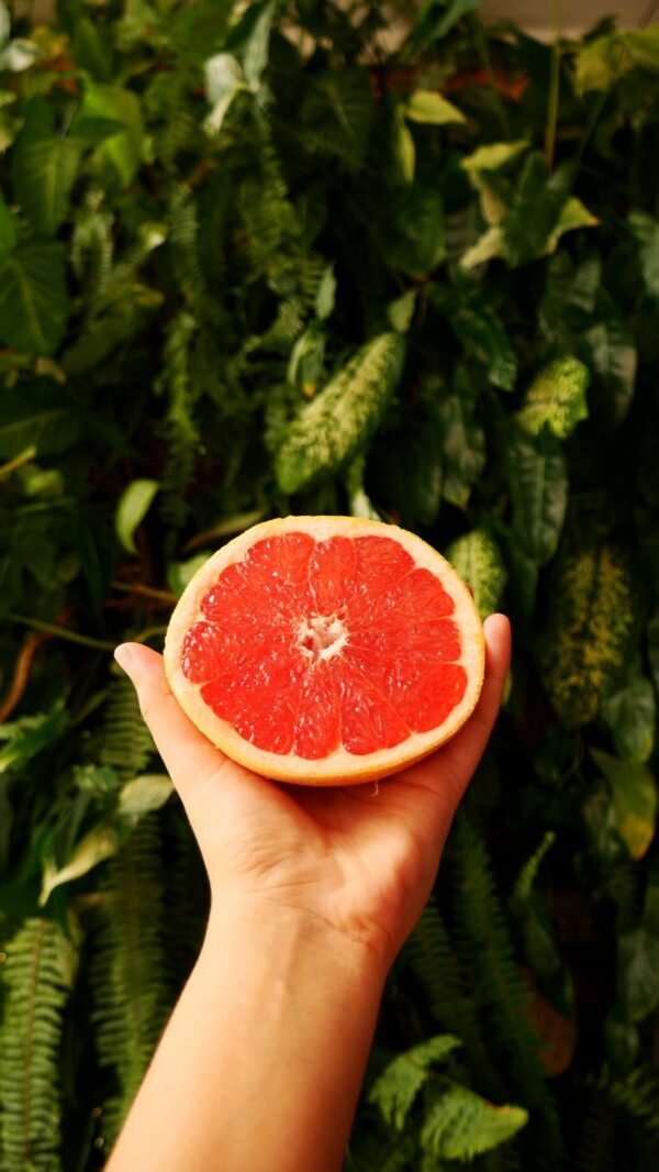 Juicy — Bulk & Wholesale Supply Dark Green Watermelon Long UAE – Premium Juicy Watermelon Wholesale & Supplier Dubai - wholesale supplier | AgroFoods Global