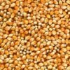 High Quality Organic Cashew NUT Kernel - wholesale supplier | AgroFoods Global