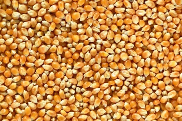 High Quality Organic Cashew NUT Kernel - wholesale supplier | AgroFoods Global