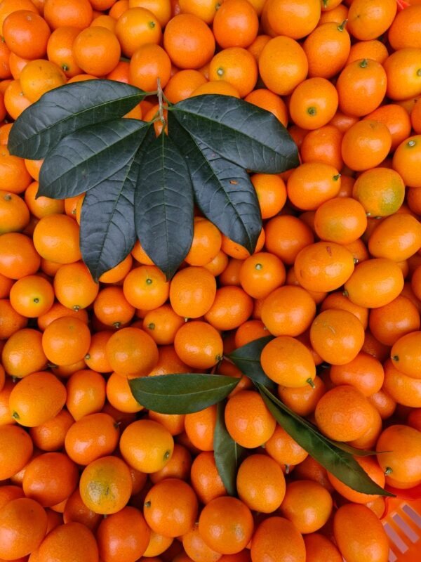 Kumquat - wholesale supplier | AgroFoods Global
