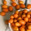 Kumquat UAE – Fresh Kumquats Wholesale Supplier Dubai - wholesale supplier | AgroFoods Global