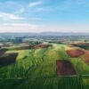 High Oil Content Land Frozen Whole - wholesale supplier | AgroFoods Global
