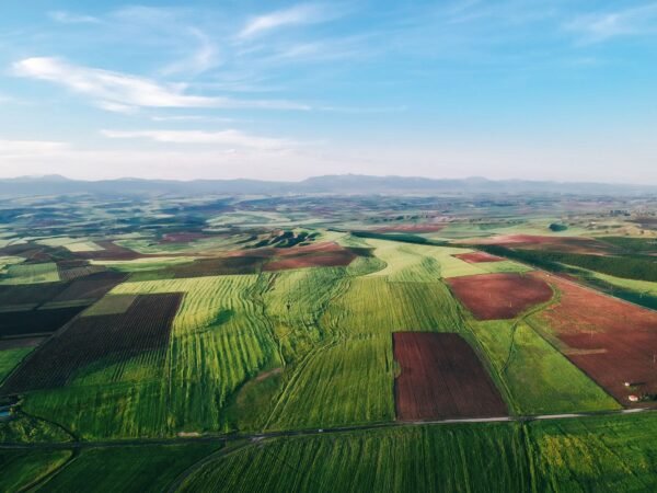 High Oil Content Land Frozen Whole - wholesale supplier | AgroFoods Global