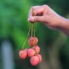 Lechao Prviate Label Bulk 3D 4D - wholesale supplier | AgroFoods Global