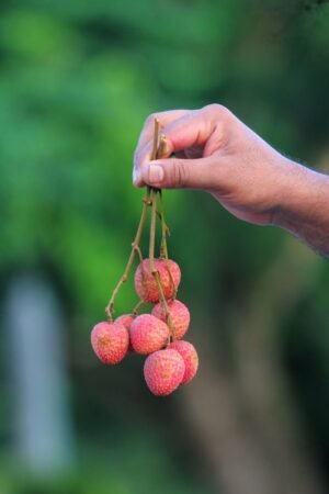 Lechao Prviate Label Bulk 3D 4D - wholesale supplier | AgroFoods Global
