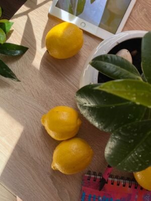 Lemon UAE – Fresh Lemons Wholesale & Supplier Dubai, Abu Dhabi - wholesale supplier | AgroFoods Global