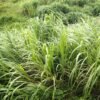 Flamingo Cat Litter Lemongrass Scent 12KG – Wholesale & Export UAE - wholesale supplier | AgroFoods Global