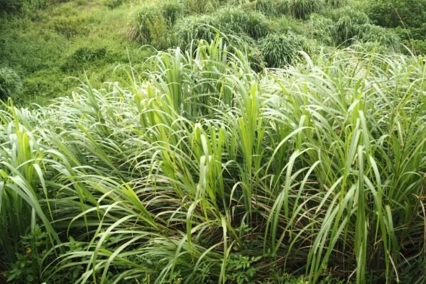 Flamingo Cat Litter Lemongrass Scent 12KG – Wholesale & Export UAE - wholesale supplier | AgroFoods Global