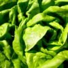 Lettuce Radicchio - wholesale supplier | AgroFoods Global