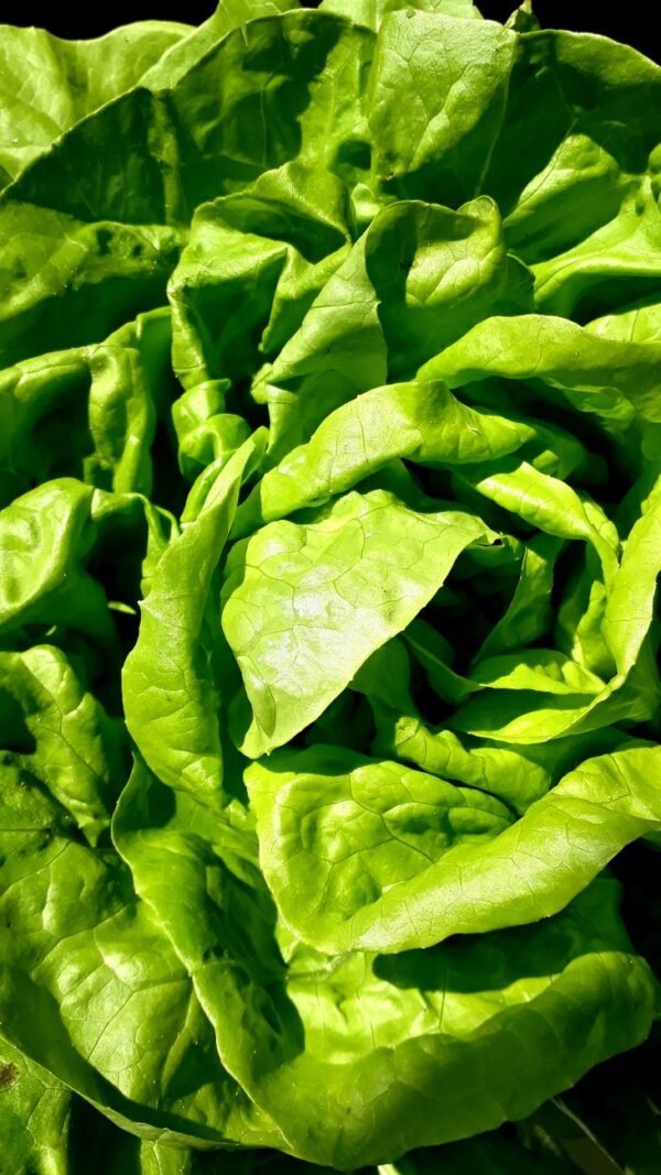 Lettuce Radicchio - wholesale supplier | AgroFoods Global