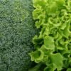Lettuce — Bulk & Wholesale Supply