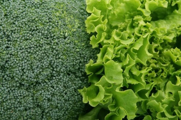Lettuce — Bulk & Wholesale Supply