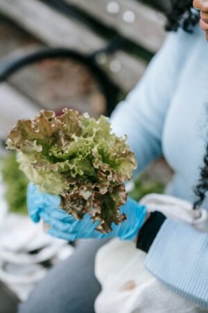 Lettuce - wholesale supplier | AgroFoods Global