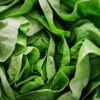 Armela Green Butterhead Lettuce 1 Piece UAE – Fresh Butter Lettuce Wholesale Dubai - wholesale supplier | AgroFoods Global