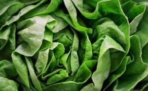 Armela Green Butterhead Lettuce 1 Piece UAE – Fresh Butter Lettuce Wholesale Dubai - wholesale supplier | AgroFoods Global