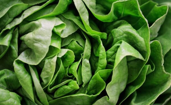 Armela Green Butterhead Lettuce 1 Piece UAE – Fresh Butter Lettuce Wholesale Dubai - wholesale supplier | AgroFoods Global