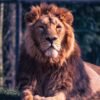 Lion — Bulk & Wholesale Supply