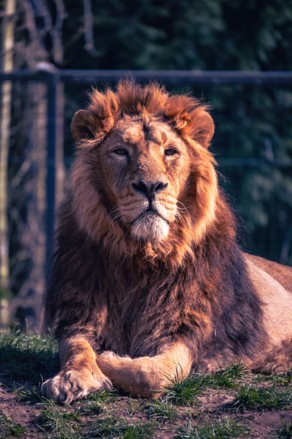 Lion — Bulk & Wholesale Supply