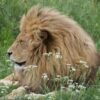Disney Classic Collection Alladin And Lion King Nintendo Switch – Wholesale & Export UAE - wholesale supplier | AgroFoods Global