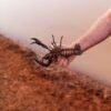 Lobster — Bulk & Wholesale Supply Lobster — Bulk & Wholesale Supply