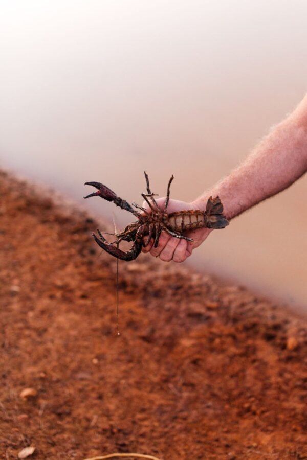 Lobster — Bulk & Wholesale Supply Lobster — Bulk & Wholesale Supply