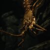 Lobster — Bulk & Wholesale Supply Lobster Crab - wholesale supplier | AgroFoods Global