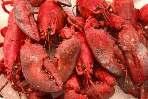 Lobster — Bulk & Wholesale Supply Frozen HOSO Slipper Lobster High Quality - wholesale supplier | AgroFoods Global