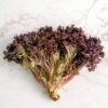 Lollo — Bulk & Wholesale Supply Lollo Bionda Lettuce Pack UAE – Fresh UAE-Grown Curly Lettuce Dubai - wholesale supplier | AgroFoods Global